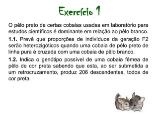 Exercício 1
O pêlo preto de certas cobaias usadas em laboratório para
estudos científicos é dominante em relação ao pêlo branco.
1.1. Prevê que proporções de indivíduos da geração F2
serão heterozigóticos quando uma cobaia de pêlo preto de
linha pura é cruzada com uma cobaia de pêlo branco.
1.2. Indica o genótipo possível de uma cobaia fêmea de
pêlo de cor preta sabendo que esta, ao ser submetida a
um retrocruzamento, produz 206 descendentes, todos de
cor preta.
 