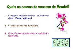 1. O material biológico utilizado - ervilheira de
cheiro (Pisum sativum )
2. O excelente método de trabalho.
3. O uso do método estatístico na análise dos
resultados
 