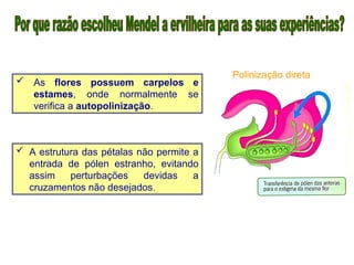  As flores possuem carpelos e
estames, onde normalmente se
verifica a autopolinização.
 A estrutura das pétalas não permite a
entrada de pólen estranho, evitando
assim perturbações devidas a
cruzamentos não desejados.
Polinização direta
 
