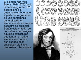 El alemán Karl Von Baer (1792-1876) fundó la embriología en 1828, describiendo el desarrollo embrionario a partir de la gradación de una semejanza generalizada en embriones de un amplio espectro de animales. Según este criterio, se consideran homólogas aquellas estructuras que tengan un origen embrionario común, aún cuando ellas satisfagan distintos propósitos o funciones  