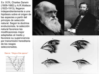 En 1858,  Charles Darwin (1809-1882) y A.R.Wallace (1823-1913), llegaron independientemente a una hipótesis sobre el origen de las especies a partir del principio de selección natural. Según la doctrina evolucionista, la selección natural favorece las modificaciones mejor adaptadas al medio y favorece su supervivencia por transmisión hereditaria de los rasgos seleccionados. 
