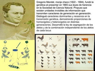 Gregorio Mendel, monje checo (1822 - 1884), fundó la genética al presentar en 1865 sus leyes de herencia en la Sociedad de Ciencia Natural. Propuso que existen unidades invisibles de información que transmiten caracteres de generación en generación. Distinguió c aracteres dominantes y recesivos en la transmisión genética, demostrando proporciones de homocigotos y heterocigotos en distintas generaciones. Desarrolló la ley de segregación de los alelos y de la combinación independiente de los alelos de cada locus 