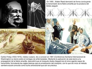 En 1900 , Walter Reed demostró de forma concluyente la transmisión de la fiebre amarilla por la picadura del  Aëdes aegypti.  Carlos Finlay (1833-1915), médico cubano, dio a conocer en 1881 (Conferencia Sanitaria Internacional de Washington) su teoría sobre el contagio de enfermedades. Mediante la aplicación de esta teoría a la propagación de la fiebre amarilla, descubrió que el mosquito  Aedes Aegypti  era el único agente capaz de transmitirla, formulando las reglas básicas para la erradicación del mosquito, con lo que dio inicio al método sanitario-social conocido como lucha antivectorial que aún se practica. 
