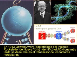 En 1943 Oswald Avery (bacteriólogo del Instituto Rockefeller de Nueva York)  identificó el ADN que más tarde se descubre es el transmisor de los factores hereditarios 