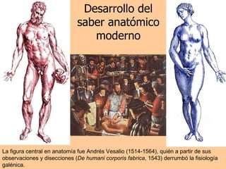 Desarrollo del saber anatómico moderno La figura central en anatomía fue Andrés Vesalio  (1514-1564), quién a partir de sus observaciones y disecciones ( De humani corporis fabrica , 1543) derrumbó la fisiología galénica. 