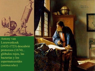 Antony van Leeuwenkoek (1632-1723) descubrió protozoos (1674) , glóbulos rojos, las bacterias y los espermatozoides ( animaculus ) 