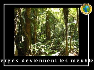 Les forêts vierges deviennent les meubles des nantis, 