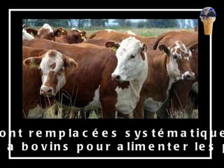 Ou elles sont remplacées systématiquement par  des pâtures à bovins pour alimenter les pays riches, 