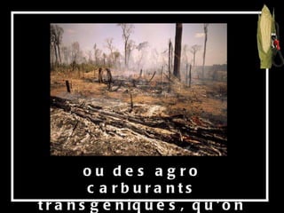 ou des agro carburants transgéniques, qu'on compte substituer petit à petit au pétrole. 