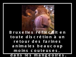 Bruxelles réfléchit en toute discrétion   à un retour des farines animales beaucoup moins couteuses,  dans les mangeoires. 