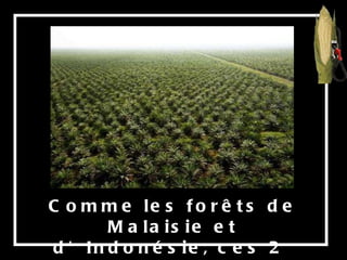 Comme les forêts de Malaisie et d’Indonésie, ces 2  pays fournissent plus de 80% de l’huile de palme. 