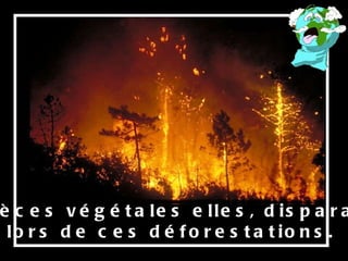Les espèces végétales elles, disparaissent  lors de ces déforestations. 