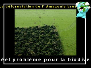 Ceci pose un réel problème pour la biodiversité végétale La déforestation de l’Amazonie brésilienne  