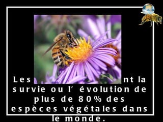 Les abeilles assurent la survie ou l’évolution de plus de 80% des espèces végétales dans le monde.  