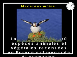 La moitié des 35 200 espèces animales et végétales recensées en France est menacée d’extinction  Macareux moine 