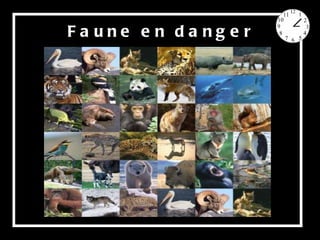 Faune en danger 