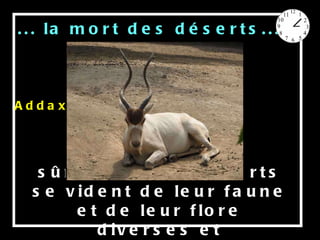 Lentement mais sûrement, les déserts se vident de leur faune et de leur flore diverses et spécialisées,  ... la mort des déserts... Addax  