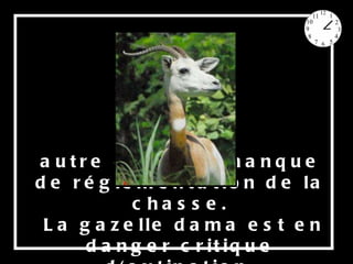 autre cause le manque de réglementation de la chasse. La gazelle dama est en danger critique d'extinction. 