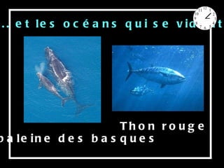 ... et les océans qui se vident La baleine des basques Thon rouge 