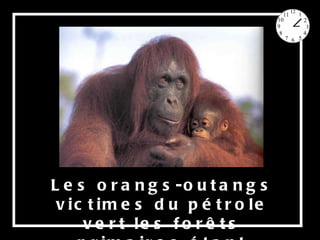 Les orangs-outangs victimes du pétrole vert les forêts primaires étant détruites, 