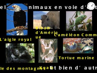 Quelques animaux en voie d'extinction :  L'aigle royal  Bison d'Amérique  Caméléon Commun Gorille des montagnes Koala Tortue marine Et bien d’autres… 