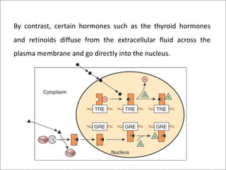 By contrast, certain hormones such as the thyroid hormones
and retinoids diffuse from the extracellular fluid across the
plasma membrane and go directly into the nucleus.
 