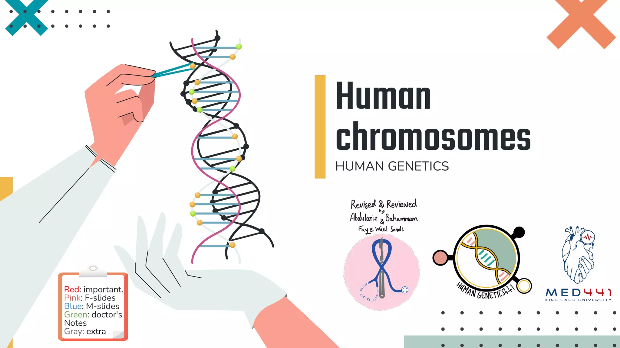 1-Human chromosomes Team441.pdf