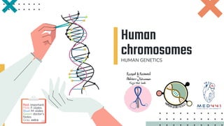 Human
chromosomes
HUMAN GENETICS
Red: important.
Pink: F-slides
Blue: M-slides
Green: doctor's
Notes
Gray: extra
 