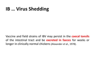 IB … Virus Shedding
Vaccine and field strains of IBV may persist in the caecal tonsils
of the intestinal tract and be excreted in faeces for weeks or
longer in clinically normal chickens (Alexander et al., 1978).
 