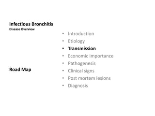 Horizontal Transmission
The IB virus spreads horizontally by:
1. Aerosol transmission (sneezing)
2. Contaminated organic material, drinking water and
equipment.
 