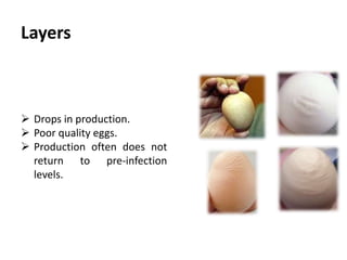 Pathogenesis
 Infectious bronchitis virus initially infects and replicates in the
upper respiratory tract causing the loss of protective cells
lining the sinuses and trachea.
 After a brief viraemia, the virus can be detected in the
kidneys, reproductive tract, and caecal tonsils.
 