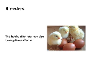 Pathogenesis
 Some strains of IBV, which are referred to as
nephropathogenic are known to cause lesions in the kidney.
 Renal damage associated with different IB strains is an
increasingly important feature of IB infections, especially in
broilers.
 