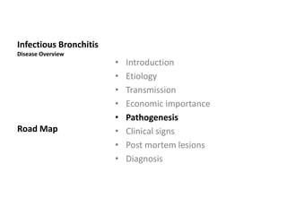 Clinical Signs
1. Young chickens are depressed and huddle under the heat
source.
2. Respiratory signs:
1. Gasping
2. Coughing
3. Tracheal rales
4. Nasal discharge
3. When the kidneys are affected, increased water intake,
depression, scouring and wet litter are commonly observed.
 
