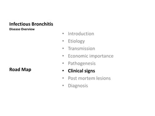Post Mortem Lesions
 Post mortally, lesions are found in the respiratory tract and
urogenital tract.
 Renal damage associated with different IB strains is an
increasingly important feature of IB infections, especially in
broilers.
 
