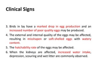 Cont. …
Urogenital
1. Swollen, pale kidneys, with distended tubules and ureters
containing urate crystals in nephropathogenic cases.
2. Fluid yolk material may be found in the abdomen of birds in
production (egg peritonitis)
3. Degeneration of the ovary and swollen oviducts.
 