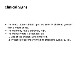 Plan of talk
 Introduction
 Etiology
 Transmission
 Economic importance
 Pathogenesis
 Clinical signs
 Post mortem lesions
 Diagnosis
 