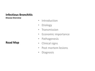 Diagnosis
Isolation or identification of the causative agent is required for a
definitive diagnosis of IB.
 