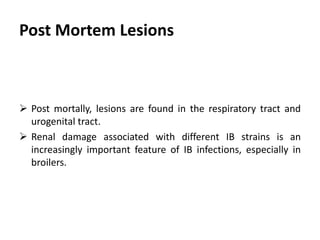Cont. …
Respiratory signs
Respiratory signs similar to IB are observed in many other
respiratory diseases such as:
1. Newcastle Disease
2. Infectious Laryngotracheitis
3. Pneumovirus infections.
Often these diseases may present themselves in milder forms
making it impossible to distinguish one from the other.
 