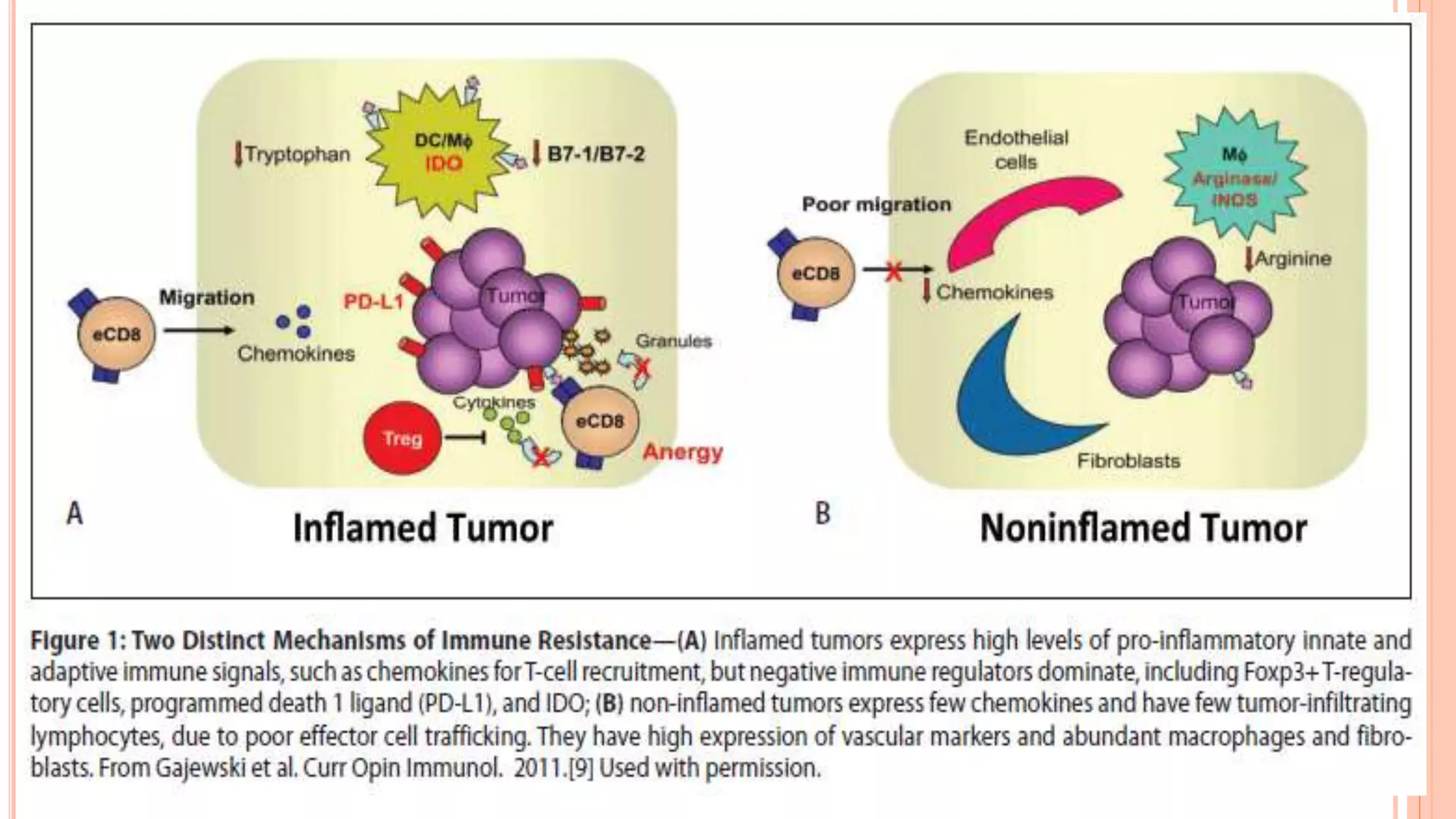 Immune Escape Mechanisms of Cancers and High Grade Glial Tumors | PPTX