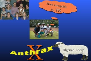 More su
            sceptibl
                     e
      for TB




X                 Algerian sheep
 