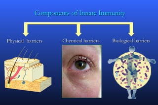 Components of Innate Immunity


Physical barriers    Chemical barriers   Biological barriers
 