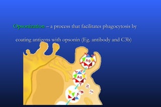 Opsonization – a process that facilitates phagocytosis by

 coating antigens with opsonin (Eg. antibody and C3b)
 