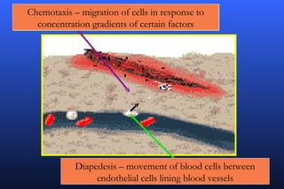 Chemotaxis – migration of cells in response to
  concentration gradients of certain factors




            Diapedesis – movement of blood cells between
                 endothelial cells lining blood vessels
 
