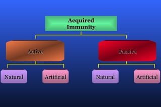 Acquired
                                Immunity



          Active                                     Passive



Natural            Artificial              Natural         Artificial
 
