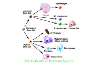 The Cells of the Immune System
 