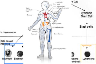 Granulocytes   Agranulocyte   Agranulocyte




                                  T-Cells
                                  B- Cells
                                  NK Cells
 