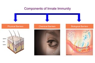 Components of Innate Immunity




Physical Barriers            Chemical Barriers      Biological Barriers
 