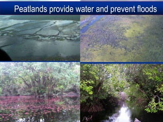 Peatlands provide water and prevent floods
 