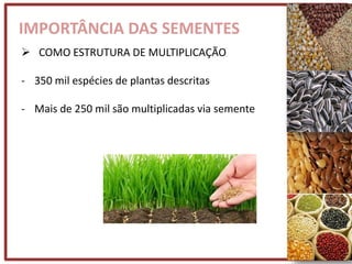 IMPORTÂNCIA DAS SEMENTES
 COMO ESTRUTURA DE MULTIPLICAÇÃO
- 350 mil espécies de plantas descritas
- Mais de 250 mil são multiplicadas via semente
 