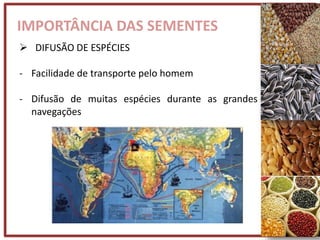 IMPORTÂNCIA DAS SEMENTES
 DIFUSÃO DE ESPÉCIES
- Facilidade de transporte pelo homem
- Difusão de muitas espécies durante as grandes
navegações
 